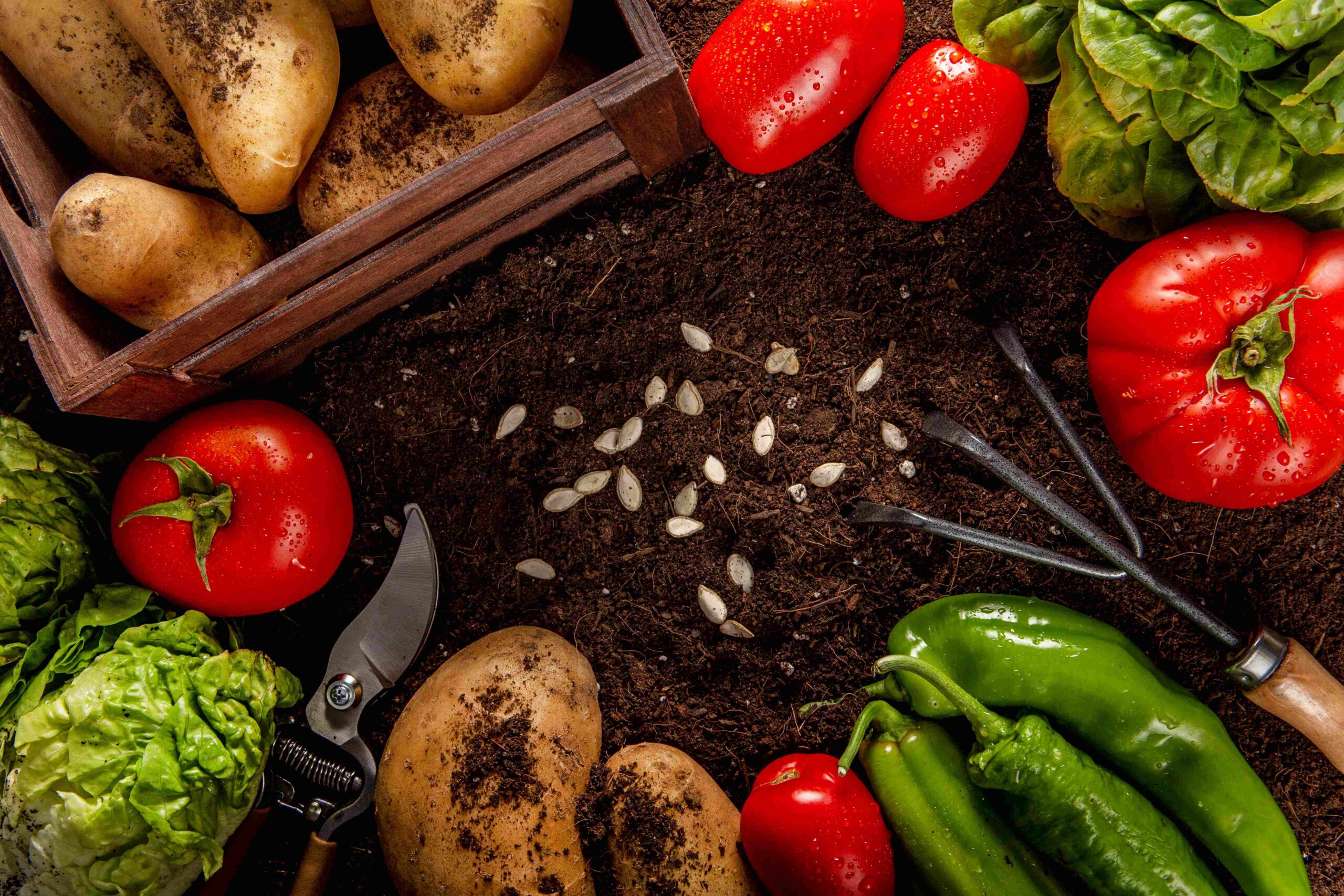 top-view-veggies-with-seeds-salad1
